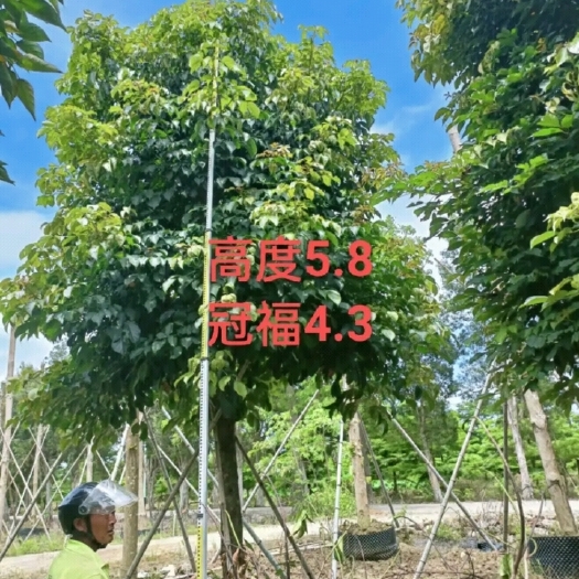 中方县绿化苗木17－18杀头秋枫