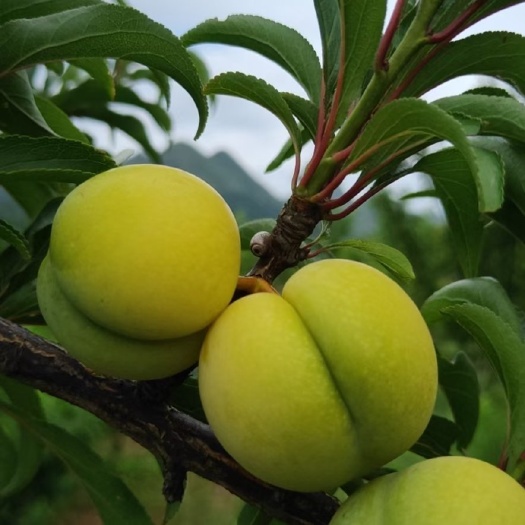 蜂糖李，
