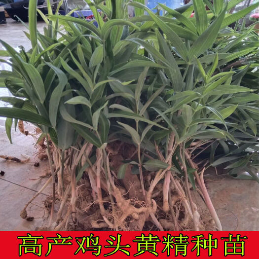 黄精种苗 正宗鸡头黄精苗 2-3年高产黄精苗批发