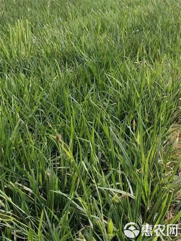 崂峪苔草盆栽苗-北京崂峪苔草厂家常年供应