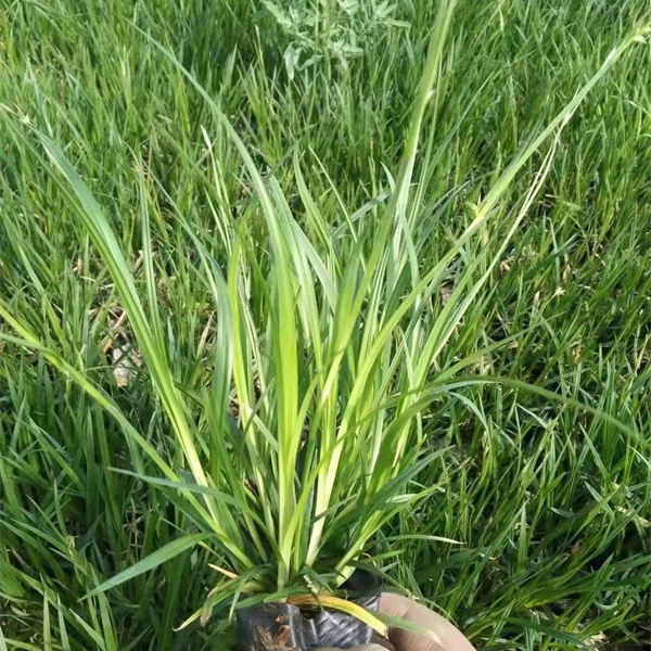 崂峪苔草盆栽苗-北京崂峪苔草厂家常年供应