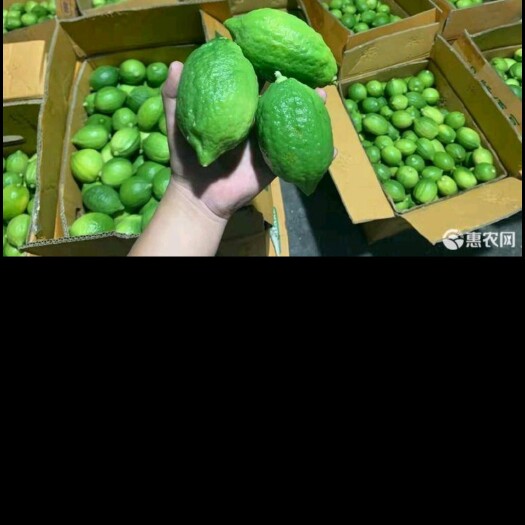 藤县香水柠檬:果圆直销
