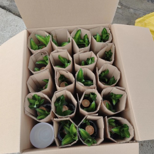 巴西木（单芽优惠）基地直销精品盆栽全国一件代发物（6—7—）
