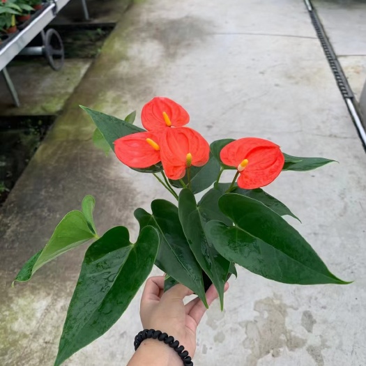 广州红掌基地直销精品盆栽全国一件代发物美价廉产品好服务好（带花）
