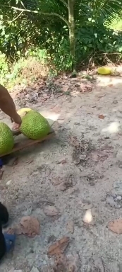 南宁菠萝蜜