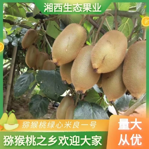 凤凰县绿心猕猴桃专业代办 代收 一次合作终生朋友
