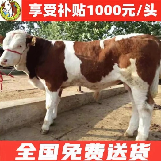 出售西门塔尔牛犊，养牛就养西门塔尔，生长速度快 货到付款