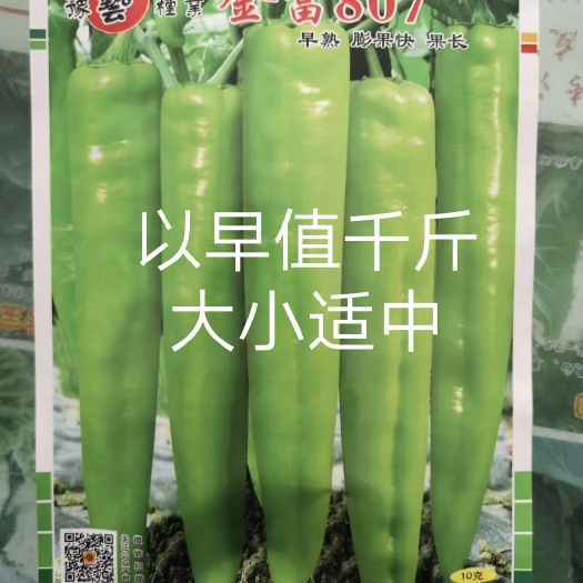 扶沟县金富807黄绿皮辣椒种子耐弱光耐低温抗病性强膨果快好吃
