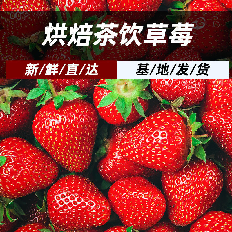 會澤縣云南會澤四季草莓烘焙.蛋糕.奶茶.糖葫蘆專用草莓