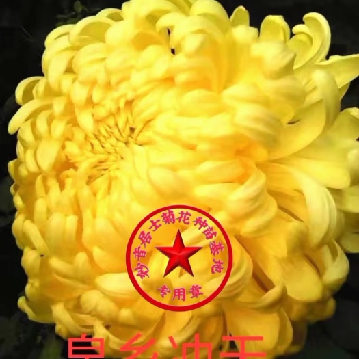 宁晋县菊花苗，秋菊，国庆菊优质精选的品种，各色观赏菊，基地直供
