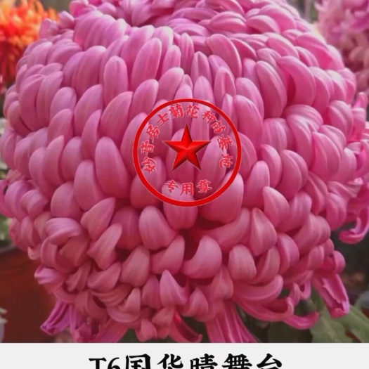 宁晋县菊花苗  妙音居士菊花种苗基地，秋菊，国庆菊，九月菊，各色精