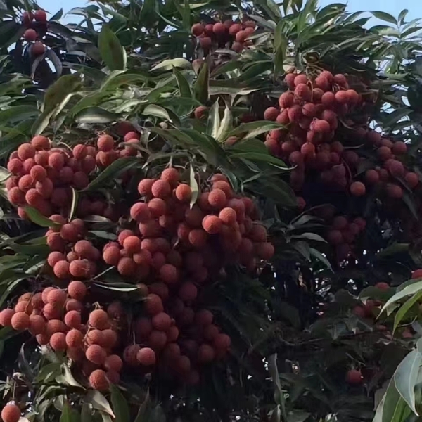 漳州乌叶荔枝  包甜