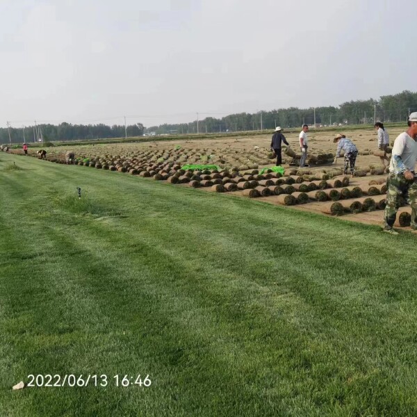 百慕大草坪便宜了足平方价格，四季青草坪基地直销