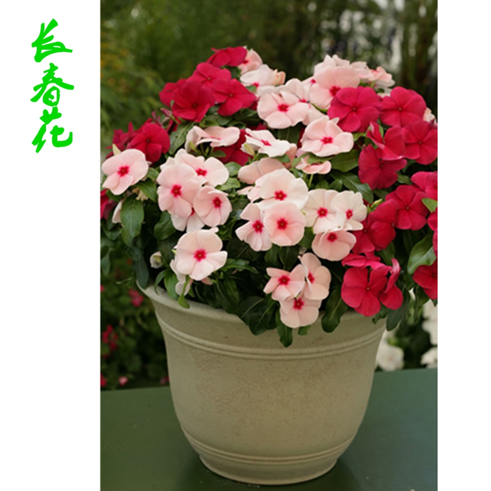 沭阳县长春花种子花籽日日春种子四季开花耐旱易活阳台花籽盆栽庭院种孑