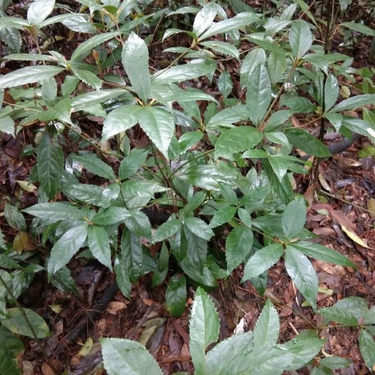 福鼎市福建产地草珊瑚肿节风九节茶苗预售，基地直接供应