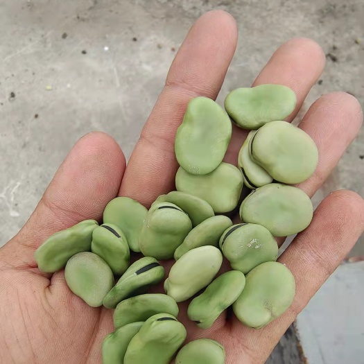 青蚕蚕豆种子