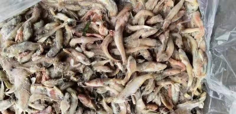 海水饲料鱼大量批发