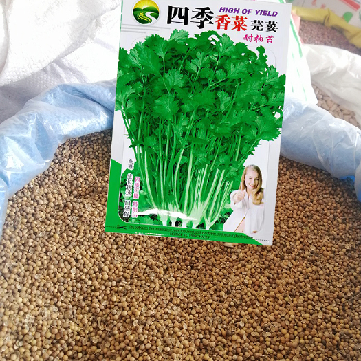 成都香菜种子大全农家盆栽批发芫荽种籽四季食用香菜籽蔬菜种籽种孑