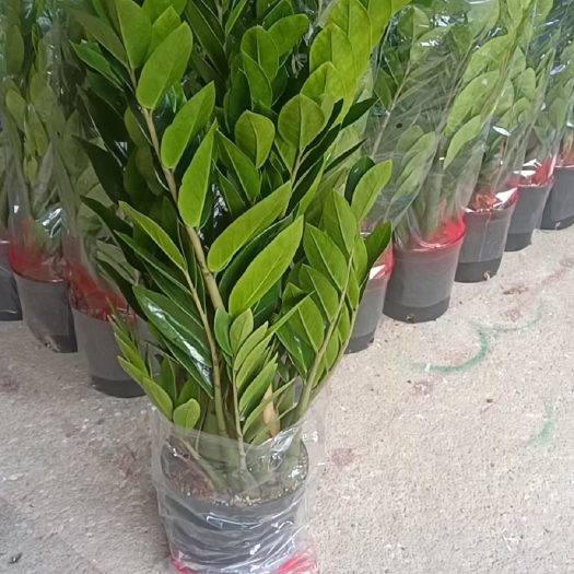 广州金钱树（A级基地直销精品盆栽全国一件代发物美价廉产品好服务好