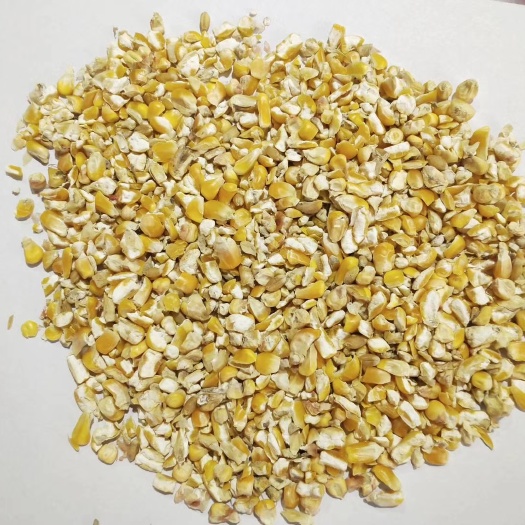 石家庄东北烘干碎玉米，喂鸡鸭鹅猪牛羊