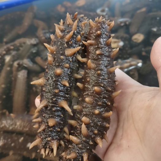 滨州加拿大红参，米刺参，黄玉参，红极参，大乌参