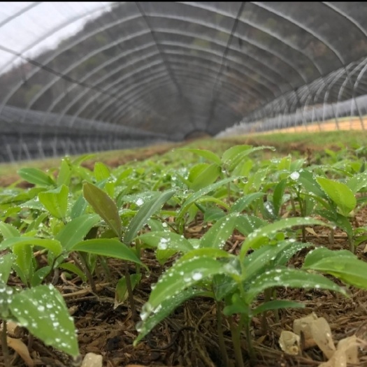 黄精种苗 多花黄精苗 老虎姜种植苗 基地直供 产量高