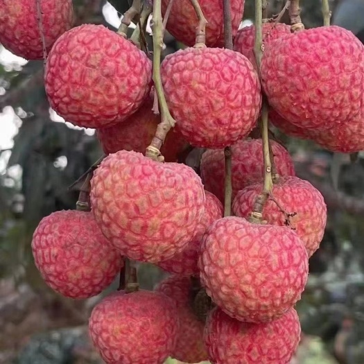 灵山县广西灵山黑叶荔枝，新鲜采摘发货