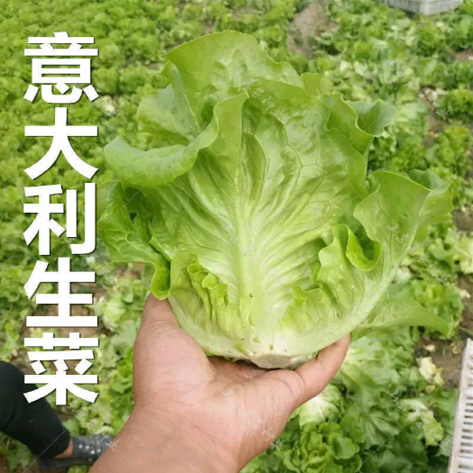 成都意大利四季生菜种子 春夏秋四季播蔬菜籽 清脆爽口阳台盆栽大田