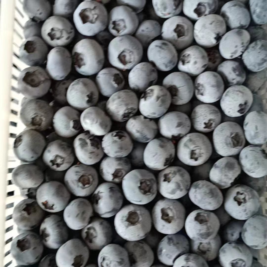 莒县山东新鲜蓝莓大量上市 现摘现发 支持全国发货