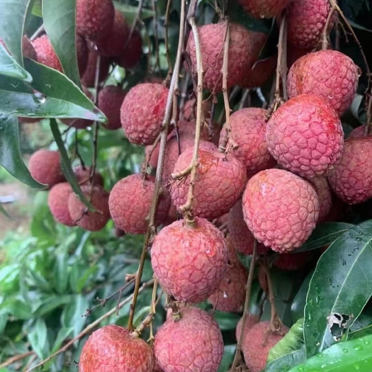 云霄县漳州乌叶荔枝  包甜