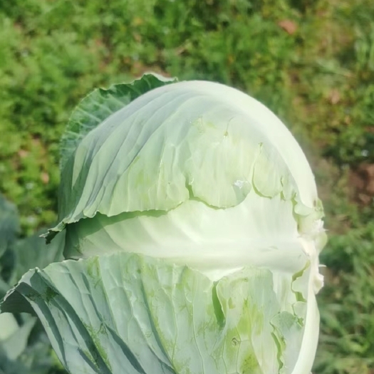 威宁县贵州厚叶奥奇娜，耐运输