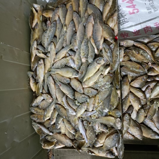唐山白鲫