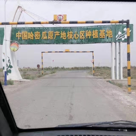 哈密中国原产地绿色有机哈密瓜