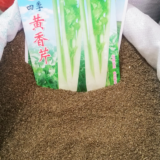 成都四季黄香芹种子黄芹菜种籽小香芹黄嫩西芹青菜籽春秋蔬菜种孑批发