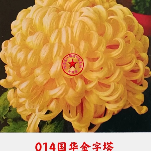 宁晋县菊花苗，优质精选观赏菊，品种多，各色俱全