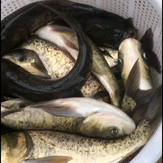 横州市大河！不投料鲢鳙鱼，长期供应