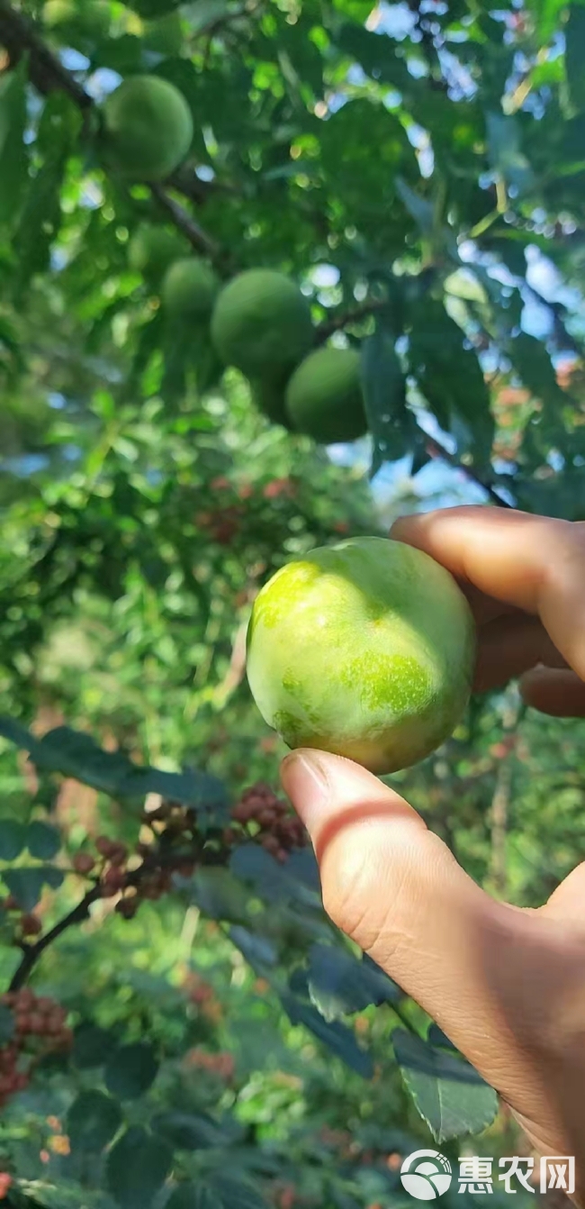 青脆李一手货源产地直发