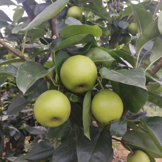 翠冠梨