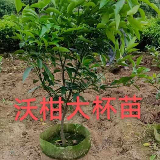 荔浦市正宗沃柑苗，有籽沃柑苗，无核沃柑苗，裸根苗，大杯沃柑苗