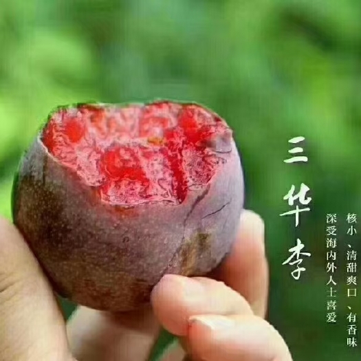 翁源县广东翁源三华李