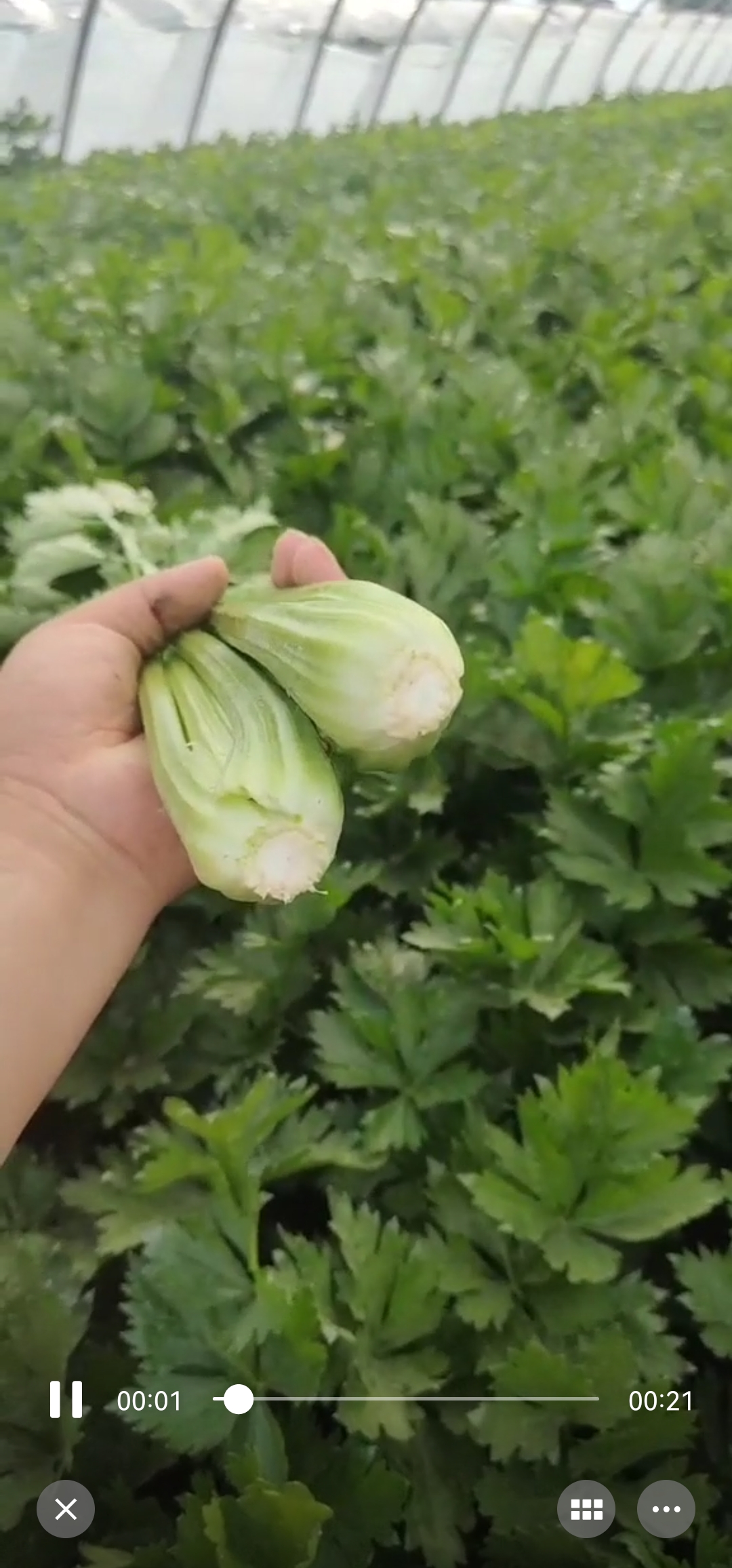 高质量精品芹菜 产地直发 大量有货 量大质优