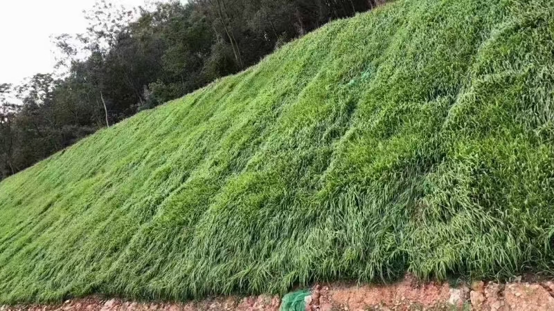 沭阳县黑麦草种子，耐寒，耐旱，发芽快，见土就
活