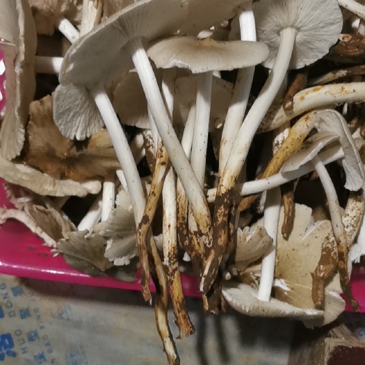 荔枝菌大开
