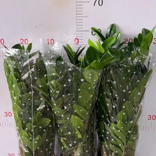 金钱树.基地直销.精品盆栽全国一件代发物美价廉产品好服务好。