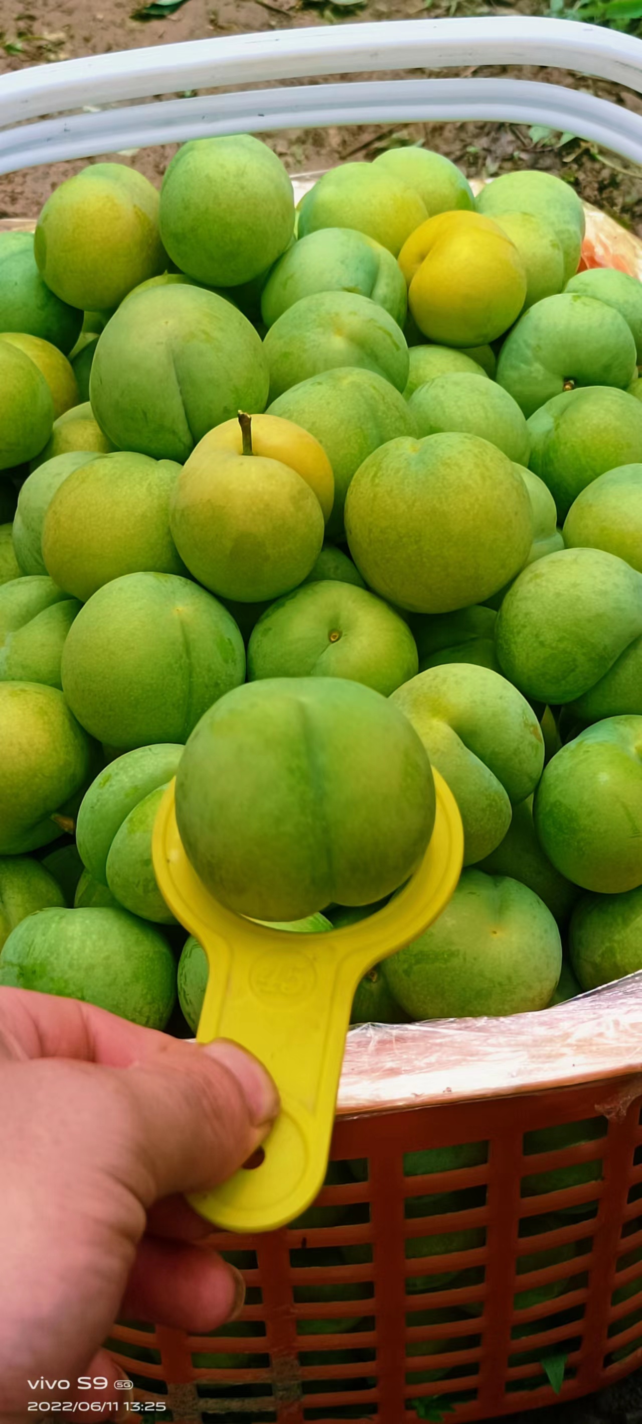 正宗六马蜂糖李  需要的老板联系我