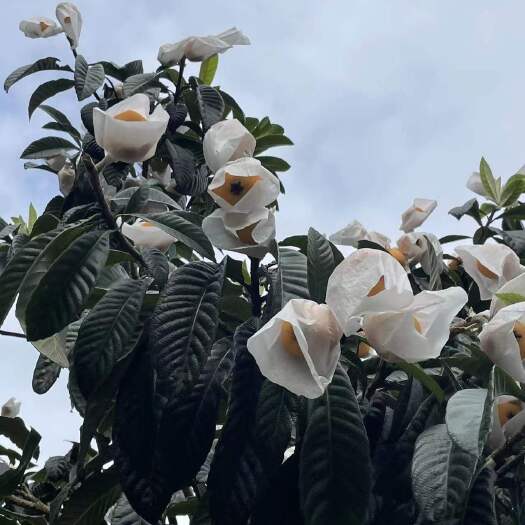 成都枇杷中果