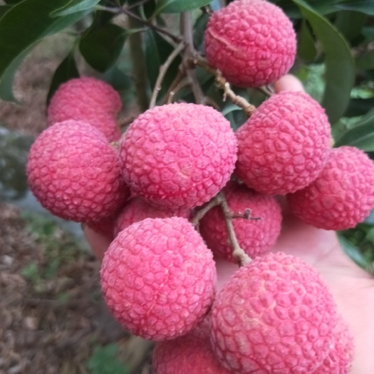 阳西县双肩玉荷包荔枝
