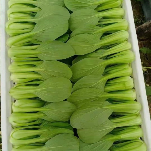 曹县精品油菜  上海青  小青菜产地直销货源充足