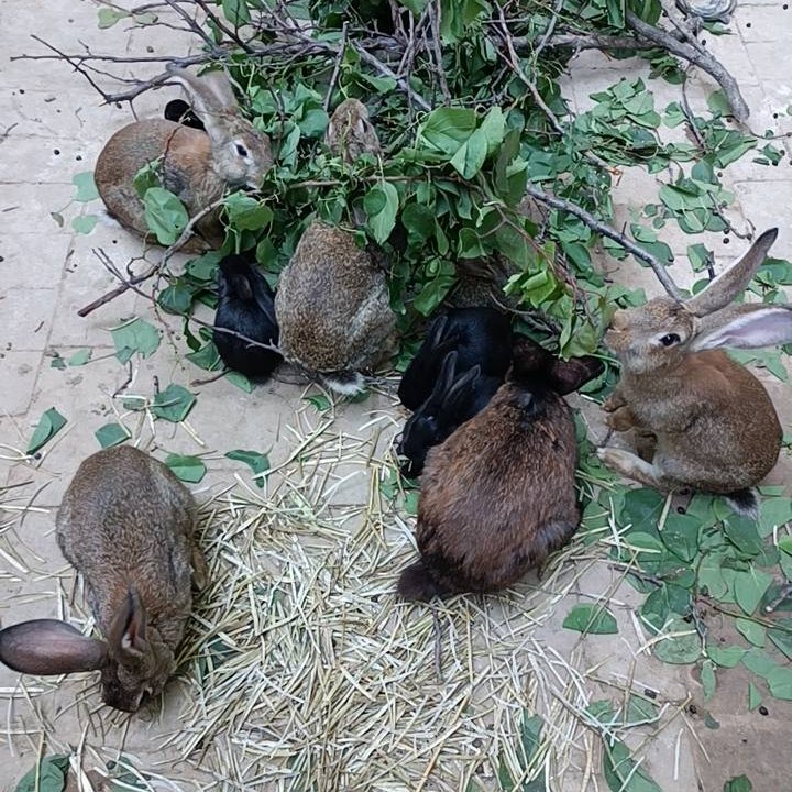 比利时散养纯草种兔