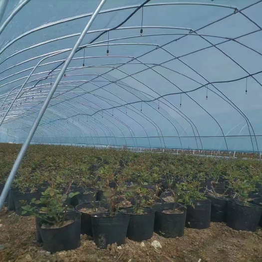 天津《推荐》冷棚 日光温室 菌菇棚 货到付款